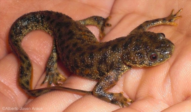 Salamandra