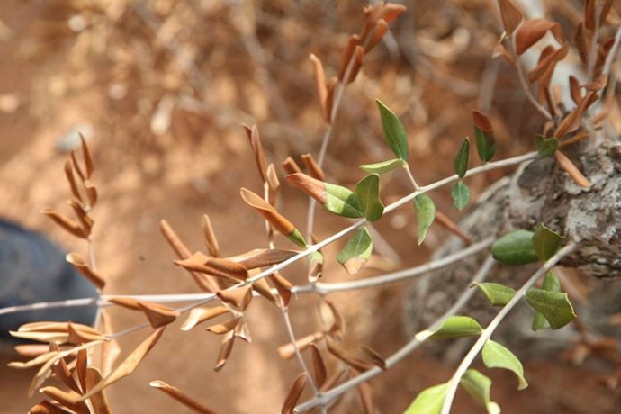 Enfermedad de la Xylella fastidiosa en olivo