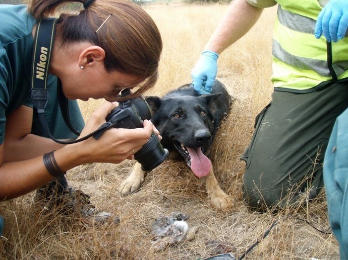 Plan andaluz contra el uso de cebos envenenados