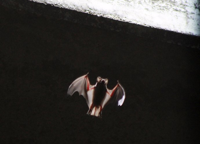 One of some 1.5 million bats emerges from below the Congress Street Bridge near 