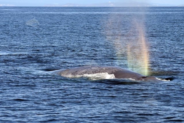 Avistan una ballena azul frente a la costa gallega