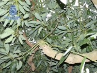 Detenido en Vélez-Málaga como presunto autor del robo de más de diez toneladas de aguacate