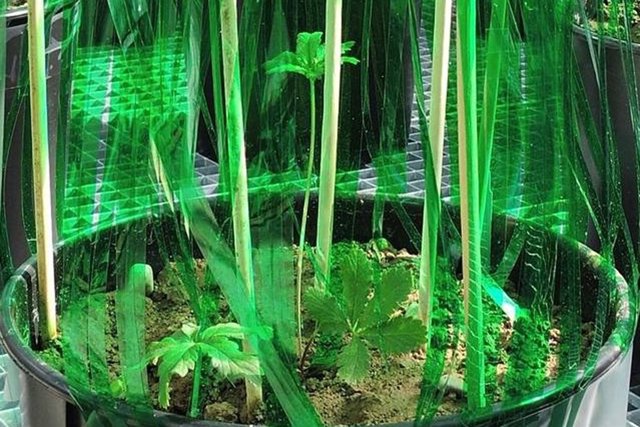 Pruebas con Potentilla reptans