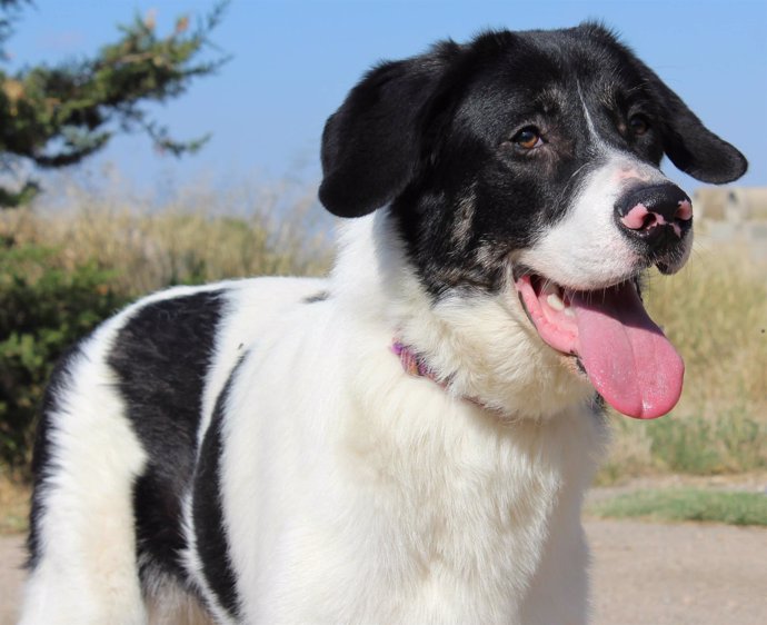Olin, uno de los perros en adopción que se encuentran en el centro de la DPH