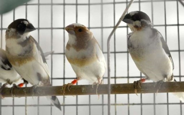 Pájaros sometidos al estudio