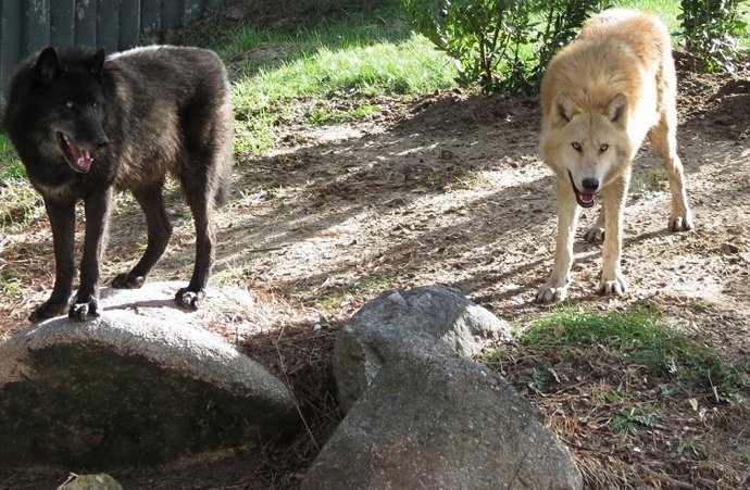 Np Novedades Navidad Zoo Aquarium De Madrid