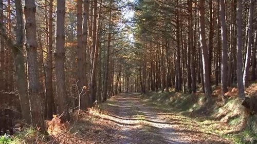 Campaña '#GreenAction'