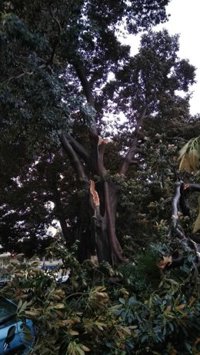 Emergencias 112 Andalucía gestiona más de 150 incidencias por vientos en toda la comunidad