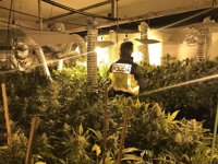 Siete detenidos y 764 plantas y 29 kilos de marihuana incautados en una operación en Alicante