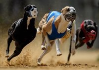 Los perros que hirieron a un niño de 3 años en El Molar no estaban registrados