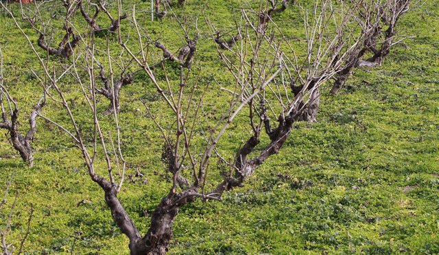 Campo de cultivo, agricultura, agricultor, parra, parras, viñas, viñedo, uva