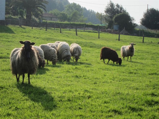 Ovejas, campo, rural.