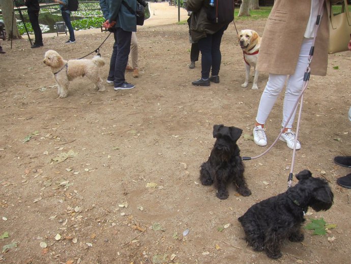 Vecinos con perros en el Turó Park                               