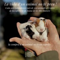 El Govern pone en marcha una campaña contra el abandono de animales