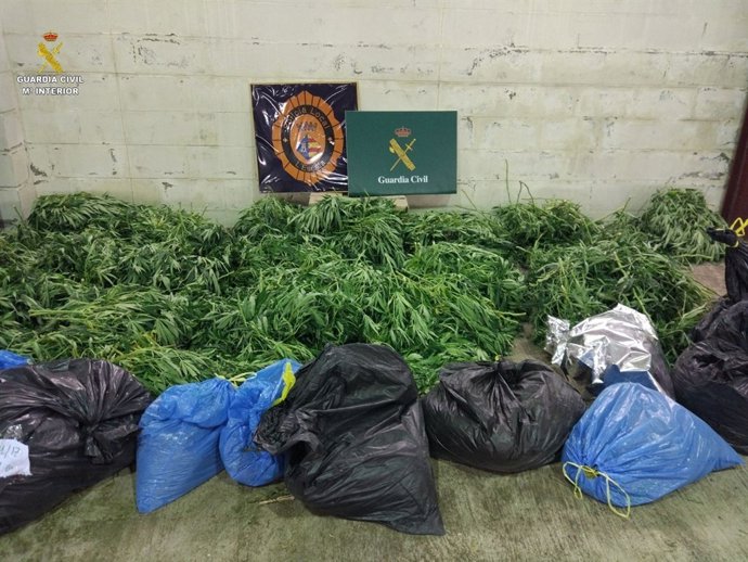 Plantació marihuana a l'Escala, Girona
