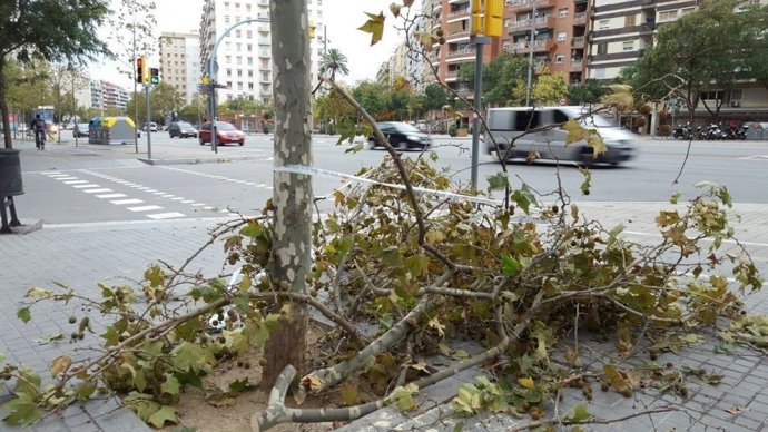 Rama caiguda pel vent a Barcelona