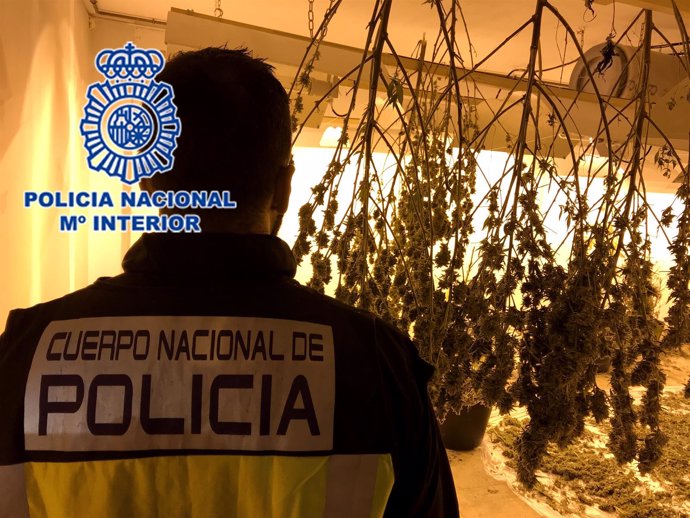 Nota De Prensa Policial: "Desmantelada Plantación De Marihuana Cultivada En Un G