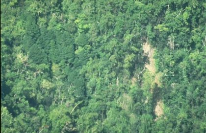 Un árbol invasor se adueña de un santuario de biodiversidad en Jamaica
