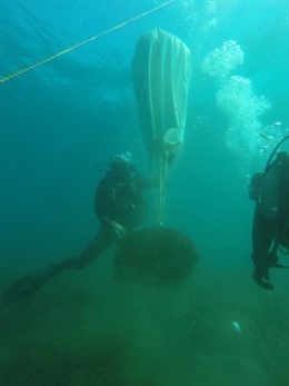 Un buceador retira uno de los 'muertos' sobre la posidonia