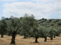 Más de dos millones al desarrollo de proyectos innovadores en el olivar a través de los Grupos Operativos