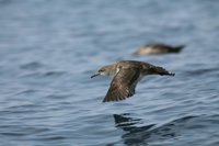 Un grupo de trabajo con cofradías de pescadores establecerán medidas para reducir la captura accidental de aves marinas