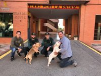 Detenido un hombre por robar dos perros de raza y dos motores eléctricos en Benifaió (Valencia)