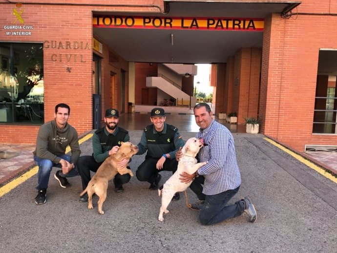 Perros recuperados