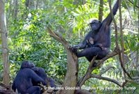 Wounda, la chimpancé liberada en Congo por el Instituto Jane Goodall, da a luz a una cría salvaje