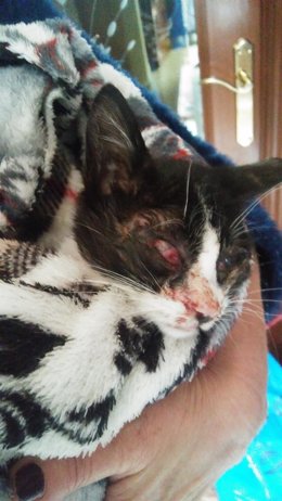 Gato que hubo que sacrificar tras recibir una paliza. 