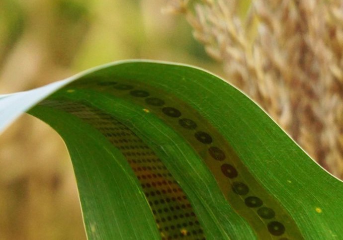 Sensores de grafeno utilizados en plantas