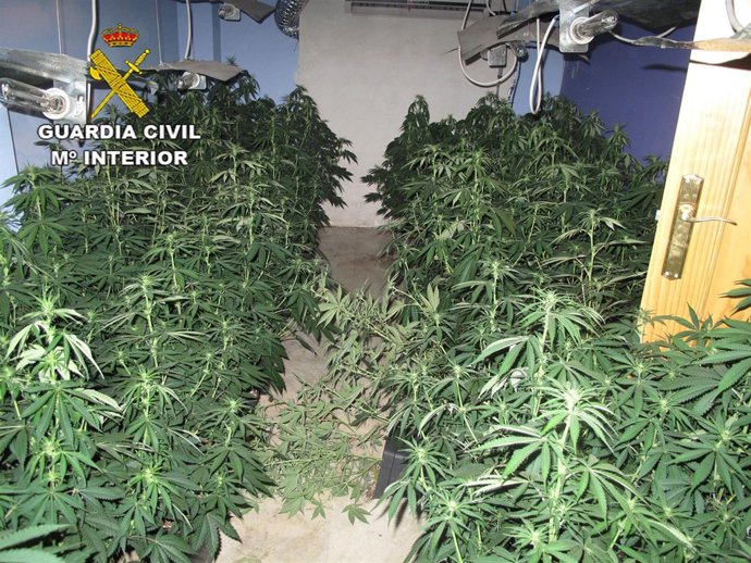 Marihuana intervenida en Granada