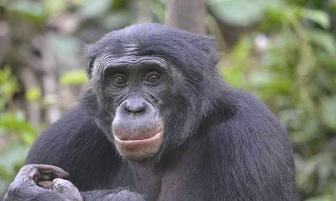 Ejemplar de bonobo
