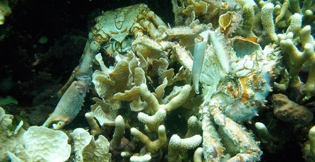La pérdida de oxñigeno acaba con corales y curstáceos