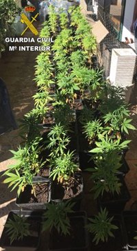 Detenido en Lanzarote por cultivar 81 plantas de marihuana en su casa