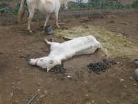 Investigan en Cigales (Valladolid) la muerte de dos caballos de uno de los cuales se alimentaban perros