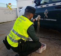 Intervienen en Punta Umbría más de 100 kilos de pulpo inmaduro y sin etiquetar