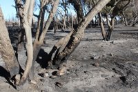 SEO/BirdLife estima en 620 hectáreas la zona afectada por el fuego del Marjal dels Moros en Sagunto (Valencia)