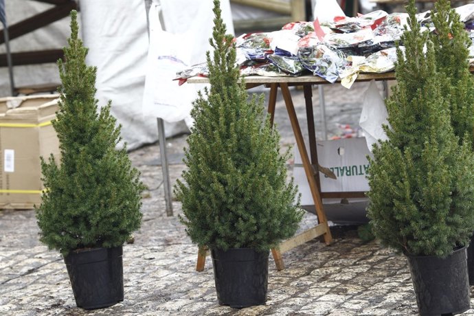 Arbres de Nadal