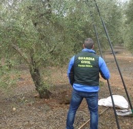 Un agente de la Guardia Civil en una de las fincas donde se ha robado aceituna.