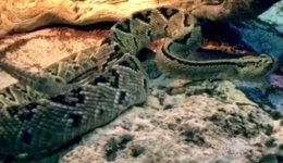 Una serpiente de cascabel en Terra Natura