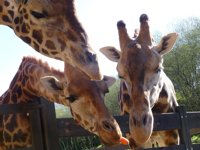 El Zoo de Sevilla ofrece cuatro jirafas a Cabárceno, que espera tenerlas en verano