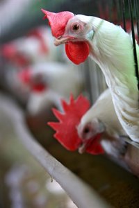 Asciende a 61 el número de muertos por el brote de listeriosis de Sudáfrica