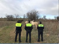 Intervenidos en Badajoz seis caballos sueltos que pertenecían a un asentamiento gitano