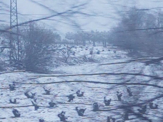 Temporal de nieve.