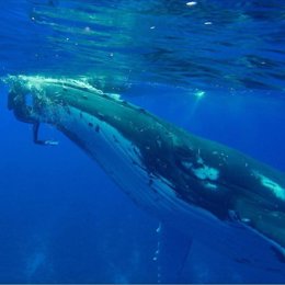 Ballena protege a una mujer