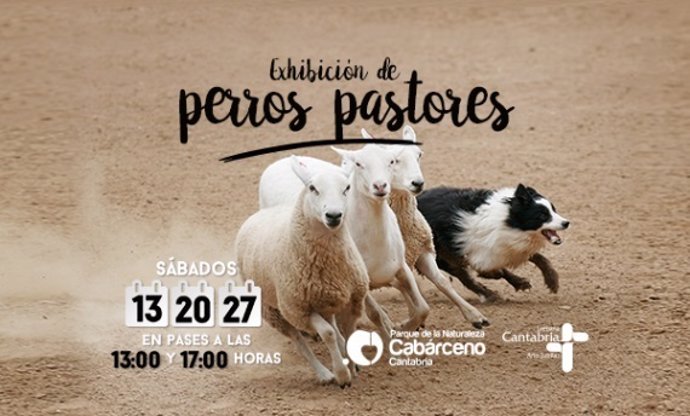 Cartel del anuncio de las exhibicciones de perros pastores