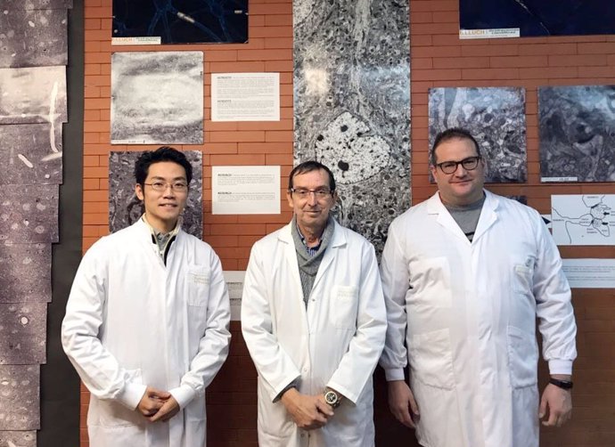 Los científicos García-Verdugo, Vicente Herranz-Pérez y Masato Sawada