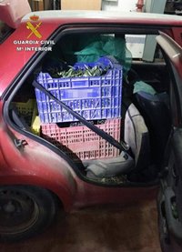 Guardia Civil recupera más de una tonelada de aceituna sustraída en explotaciones agrícolas de Murcia