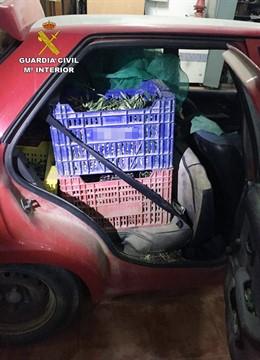 Tonelada de aceituna sustraída en explotaciones agrícolas