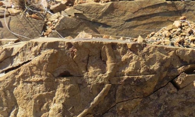 Restos sometidos al estudio